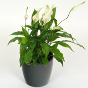 Spathiphyllum + Anthracite Cachepot